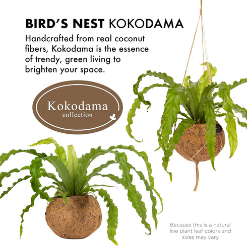 17 Better-GRO Hanging Kokodama with Birds Nest Fern - Biodegradable, Natural Planter for Indoor/Outdoor Spaces
