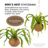 17 Better-GRO Hanging Kokodama with Birds Nest Fern - Biodegradable, Natural Planter for Indoor/Outdoor Spaces