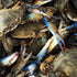 Captain Sid's Seafood Boil Blend 5G 20-30lbs 2.87lbs Captain Sids Boil Blend (Boils of Seafood & Sides)