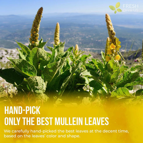 120 100% FreshDrinkUS, Premium Mullein Leaf Tea Bags For Lung, Natural & Pure from Mullein Leaves. Loose Leaf Mullein