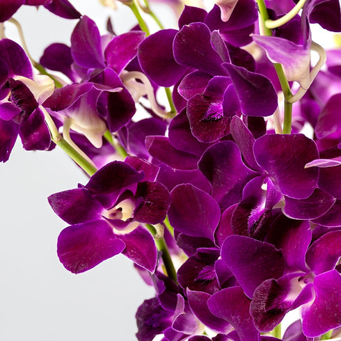 Generic (10 Fresh Cut Orchids Flowers - Purple Orchids Bouquet - PRIME QUALITY - Gift for Easter, Anniversaries