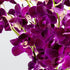 Generic (10 Fresh Cut Orchids Flowers - Purple Orchids Bouquet - PRIME QUALITY - Gift for Easter, Anniversaries