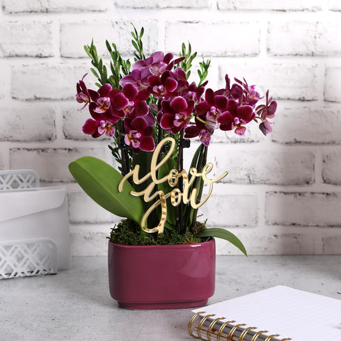 4" Green Circle Growers Mini Dark Purple Orchid in Purple Ceramic Planter Love You Edition Live Orchid Gift Plant