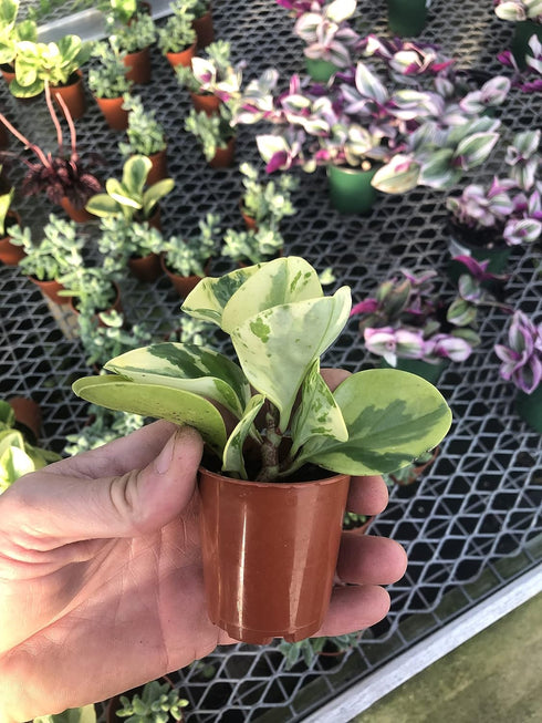 Generic (4") Peperomia Marble ~ Live houseplant ~ Obtusifolia Marble ~ Variegated