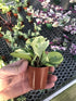 Generic (4") Peperomia Marble ~ Live houseplant ~ Obtusifolia Marble ~ Variegated