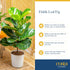 12-18 Inches Costa Farms Baby Fiddle Leaf Fig Live Plant in Decorative Pot, Indoor Houseplant, Perfect for Home, Room