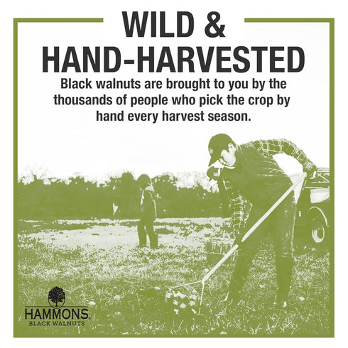 Hammons 24oz Fancy Large Black Walnuts -Wild Harvested - Non-GMO - Gluten-Free - High Protein - Keto Snack - Nuts