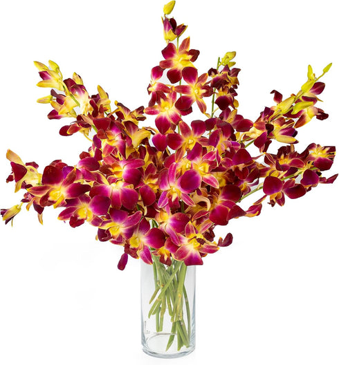 Generic Fresh Cut Orchids Flowers Bouquet - PRIME QUALITY - Perfect for Weddings,
