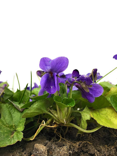 Dried Violets - Natural Violet Flower Sprinkles from Germany (Viola Odorata) - Whole Flowers for Salads, Snacks,
