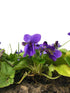 Dried Violets - Natural Violet Flower Sprinkles from Germany (Viola Odorata) - Whole Flowers for Salads, Snacks,