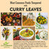 100% (0.7oz) 20g Ceylon Flavors Fresh and Pure Natural Curry Leaves