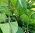 Nalego (4 OZ) Jamaican Dog Blood (Pigeonberry) Herbal Loose Tea - Dogblood Herb, Blood Berry Bush Tea (Wildcrafted)
