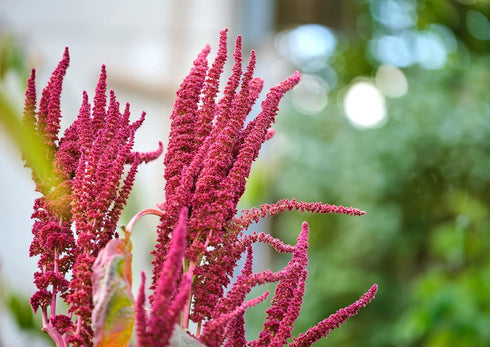 2 100% Food to Live Amaranth Grain, Pounds - Whole Seeds, Vegan, Kosher, Bulk. Sweet, Nutty Flavor. Rich in Protein
