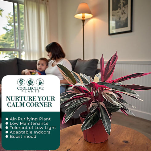 6 CoollectivePlants Stromanthe Triostar Live Indoor Plant in Grower Pot, Easy Care Tropical Houseplant, Low Maintenance