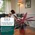 6 CoollectivePlants Stromanthe Triostar Live Indoor Plant in Grower Pot, Easy Care Tropical Houseplant, Low Maintenance