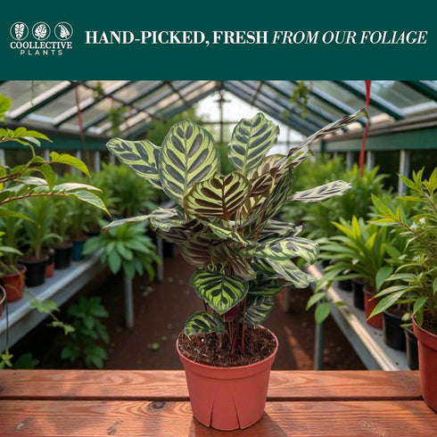 6 CoollectivePlants Calathea Makoyana Live Indoor Plant in Grower Pot, Easy Care Tropical Houseplant, Low Maintenance