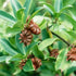 Star Anise Seeds or Pods (Anis Estrella) - Available in 2 oz, 4 oz, 8 oz, & 1 lb (2 oz)