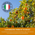 12 oz (6 Galvanina Clementine Premium Organic Italian Sparkling Soda, fl Glass Bottles) | Made with Organic