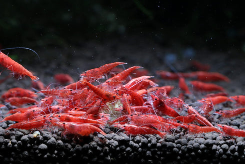 (10 Pack)) Live Freshwater Aquarium Shrimp Neocaridina (Red Cherry