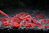 (10 Pack)) Live Freshwater Aquarium Shrimp Neocaridina (Red Cherry
