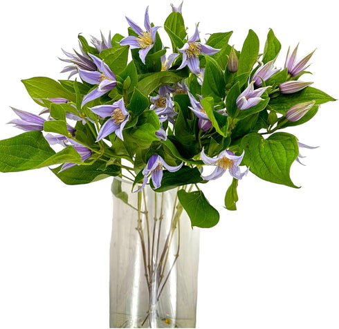 10 Next day delivery Fresh Lron Wire Lotus Mixed Bouquets with Budding Flowers Perfect Home Gift for Birthdays