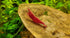 Imperial Tropicals Sakura Grade Cherry Shrimp (Neocaridina davidi)