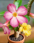 QYTGVSZ (1) Mixed Desert Roses Succulents with Vibrant Trumpet Blooms Drought-Tolerant Caudex Ideal for Patios