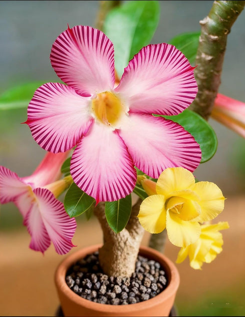 QYTGVSZ (2) Mixed Desert Roses Succulents with Vibrant Trumpet Blooms Drought-Tolerant Caudex Ideal for Patios