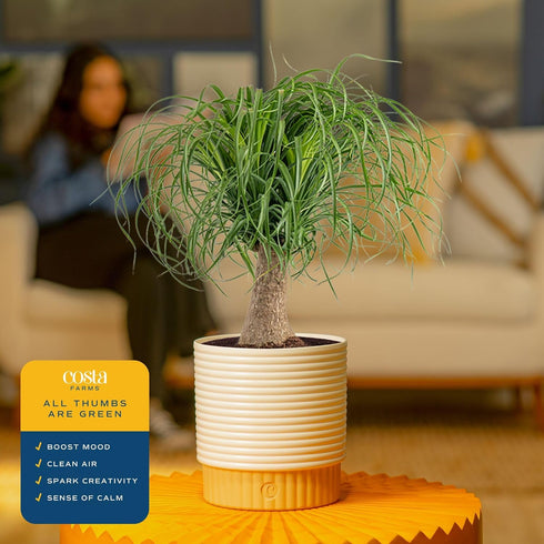 12-24 Inches Costa Farms Ponytail Palm Live Plant in Decorative Pot, Easy to Maintain Indoor Houseplant, Perfect