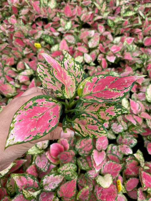 2" CoollectivePlants Aglaonema Red Valentine Live Plant in Growers Pot Chinese Evergreen, Indoor Low Maintenance
