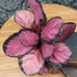 6" Pet Safe Purple Prayer Plant (Calathea Roseopicta) in Grower Pot, Pet Friendly Houseplant, Live Prayer Plants & Air