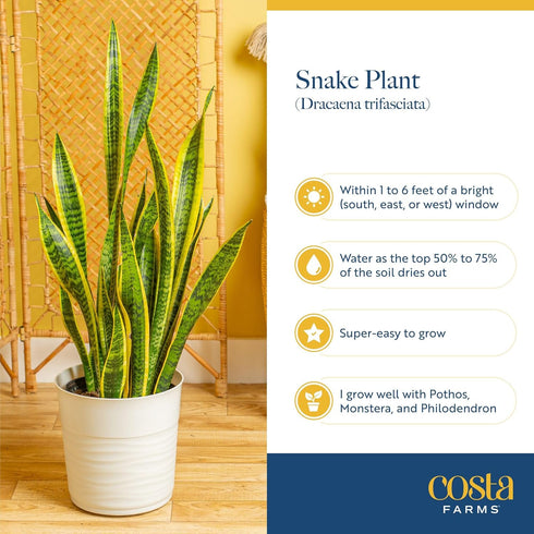 12-Inches Costa Farms Sansevieria Grower's Choice Snake Live Indoor Plant, Tall, Grower Pot
