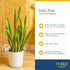 12-Inches Costa Farms Sansevieria Grower's Choice Snake Live Indoor Plant, Tall, Grower Pot