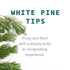 6.0 oz 85 White Pine Needle Tea, Wild-Harvested in Wisconsin | | Servings | Loose Leaf | Herbal Tea & Medicinal Herbs |