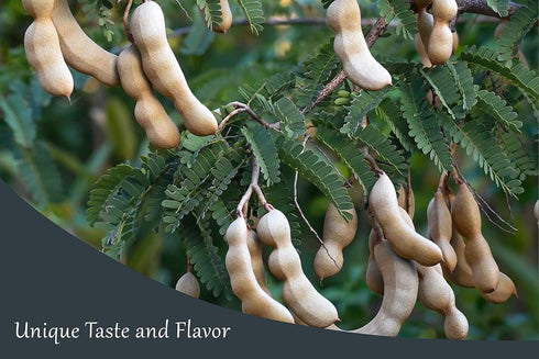 Generic Fresh Sweet Tamarind Fruit.