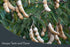 Generic Fresh Sweet Tamarind Fruit.
