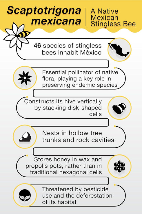 20ml Communities Pure Raw Melipona Honey Dropper | Stingless Bee Honey from Nahua & Totonac | Unfiltered, Natural