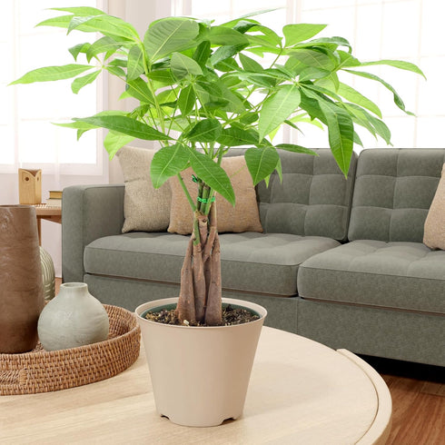 Arcadia Garden Products LV64 6-inch, Live Braided Money Tree Pachira Aquatica Indoor Houseplant in Arcadia Garden