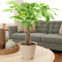 Arcadia Garden Products LV64 6-inch, Live Braided Money Tree Pachira Aquatica Indoor Houseplant in Arcadia Garden