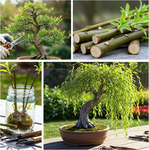 Eversong Weeping Willow Bonsai Tree Cutting to Grow - Thick Trunk Cutting - Great Gift - Fast Growing Indoor or Outdoor
