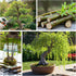 Eversong Weeping Willow Bonsai Tree Cutting to Grow - Thick Trunk Cutting - Great Gift - Fast Growing Indoor or Outdoor