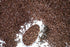 Sweet Evas 100% 1.5 LBS. NATURAL CHOCOLATE SPRINKLES. Gluten Free. Dairy Free. Egg Free. Soy Free. Nuts Free. Vegan.