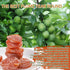 YJSLSQIYP 1.1lb Dried Plums, Asian Style Preserved Seedless Plums, Sweet and Tangy Dried Crack Seed, Seedless Preserved