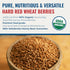 (5 Yecora Rojo Hard Red Wheat Berries by Grand Teton Organic Wheat | Organic Hard Red Spring Wheat Berries for Baking