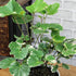 6" Aralia Balfouriana, Air Purifying & Easy, House Plant Decor in White Pot, Variegated Live Plant Gift, Indoor Plant
