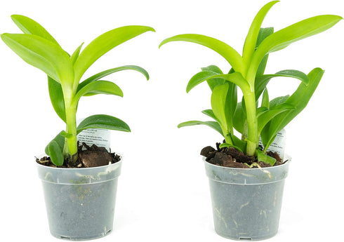 2 Live Orchid Plants | Dendrobium Orchids | Real Houseplants in Potting Soil Mix with Orchid Pots | Flowering Plants |