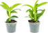 2 Live Orchid Plants | Dendrobium Orchids | Real Houseplants in Potting Soil Mix with Orchid Pots | Flowering Plants |