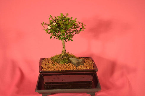 Indoor Bonsai Serissa Snow Rose