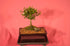 Indoor Bonsai Serissa Snow Rose