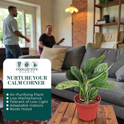 4 Inch (6" Monstera Peru | Live Plant in a Growers Pot | Live Indoor, Easy to Grow, Easy to Care, and Low Maintenance